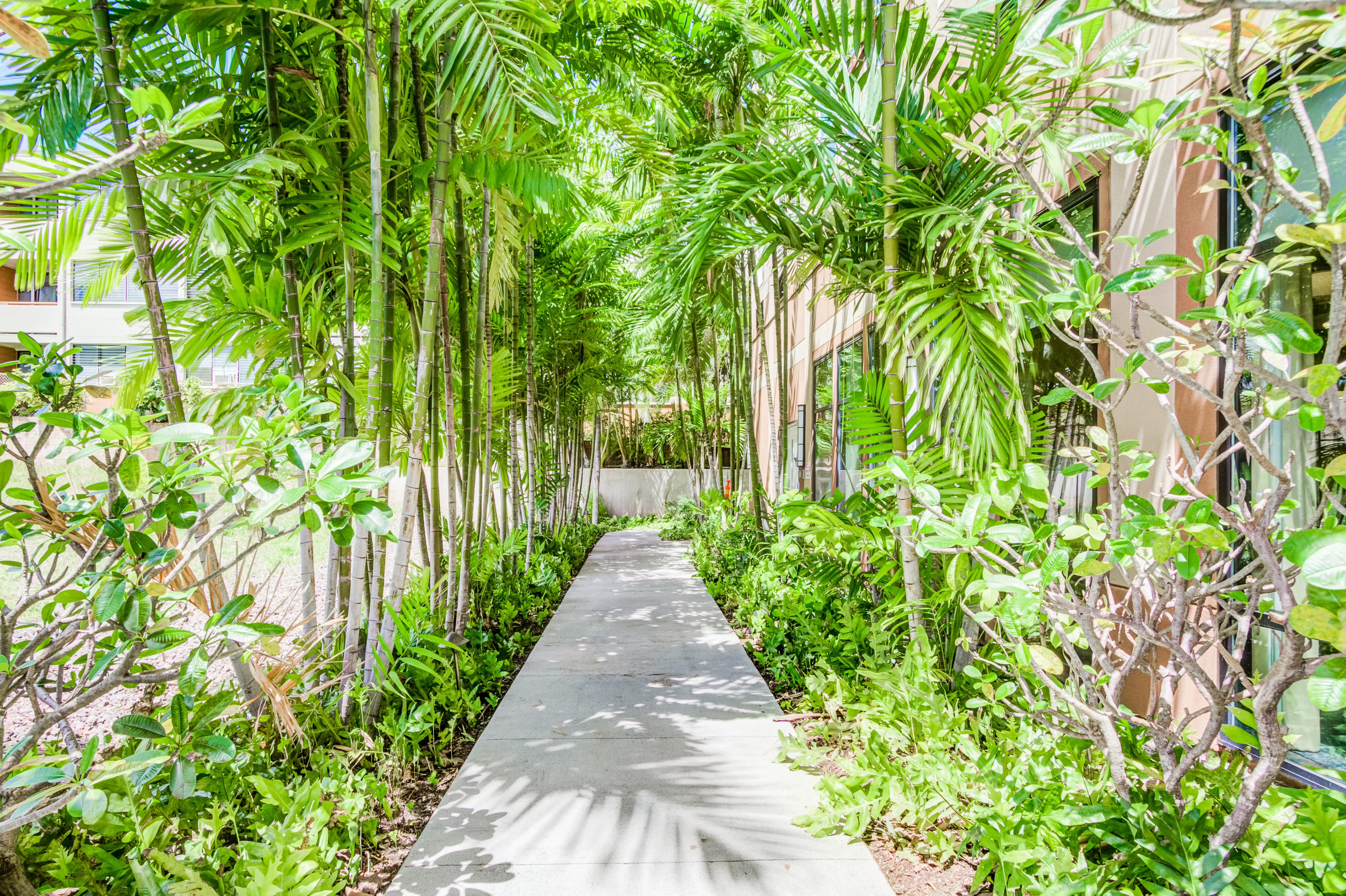 Bright tropical walkway lined with palm trees at The Plaza Assisted Living.